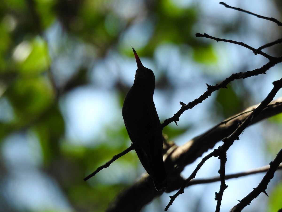 Gilded Hummingbird - ML645991937