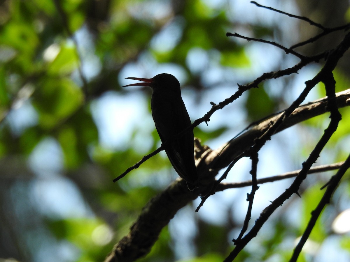 Gilded Hummingbird - ML645991938