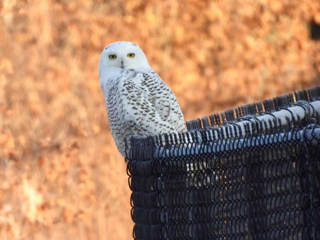 Snowy Owl - ML645991941