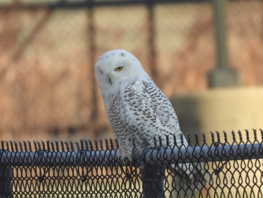 Snowy Owl - ML645991942