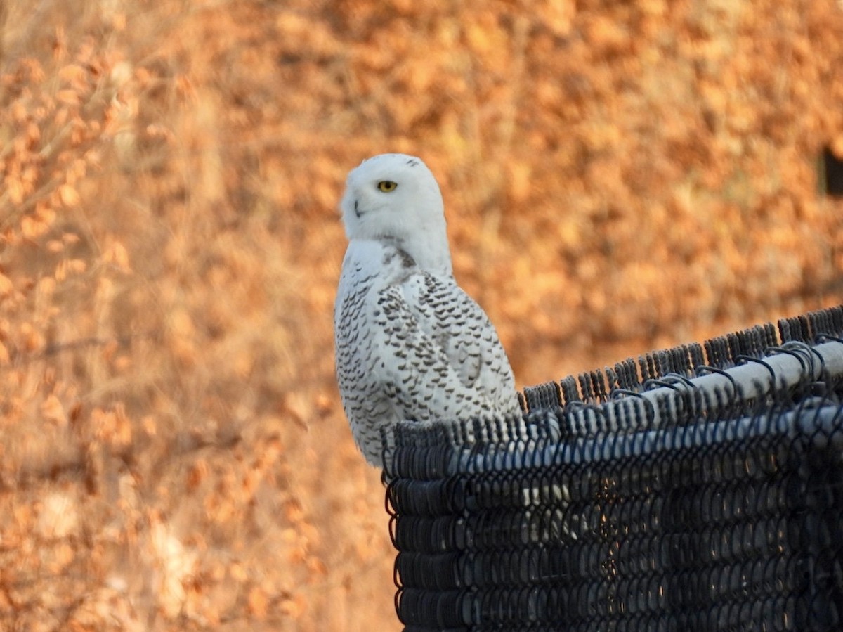 Snowy Owl - ML645991943