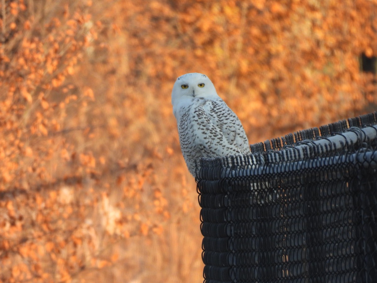 Snowy Owl - ML645991947