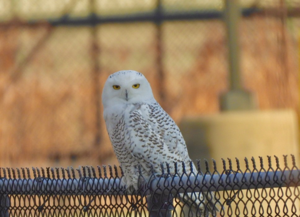 Snowy Owl - ML645991948