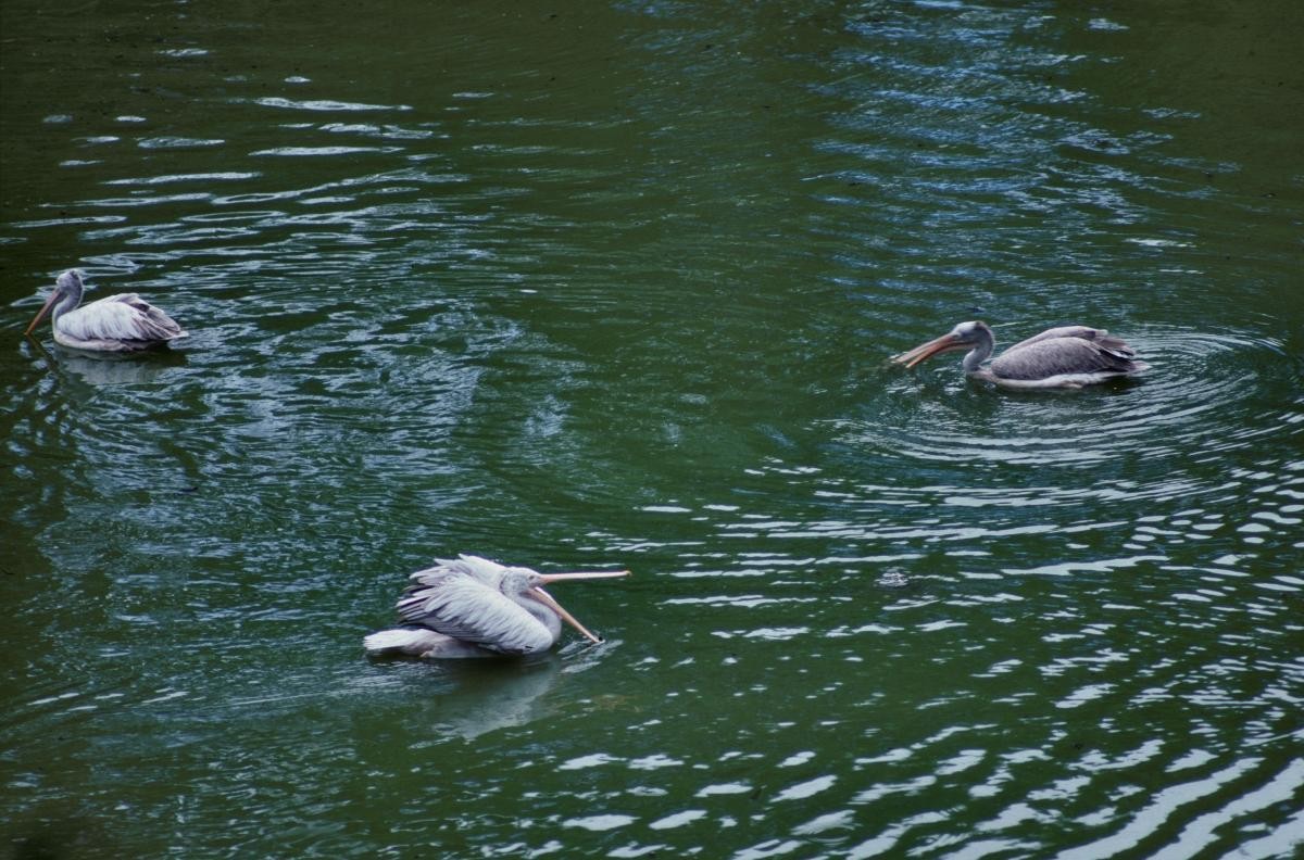 Spot-billed Pelican - ML645991949