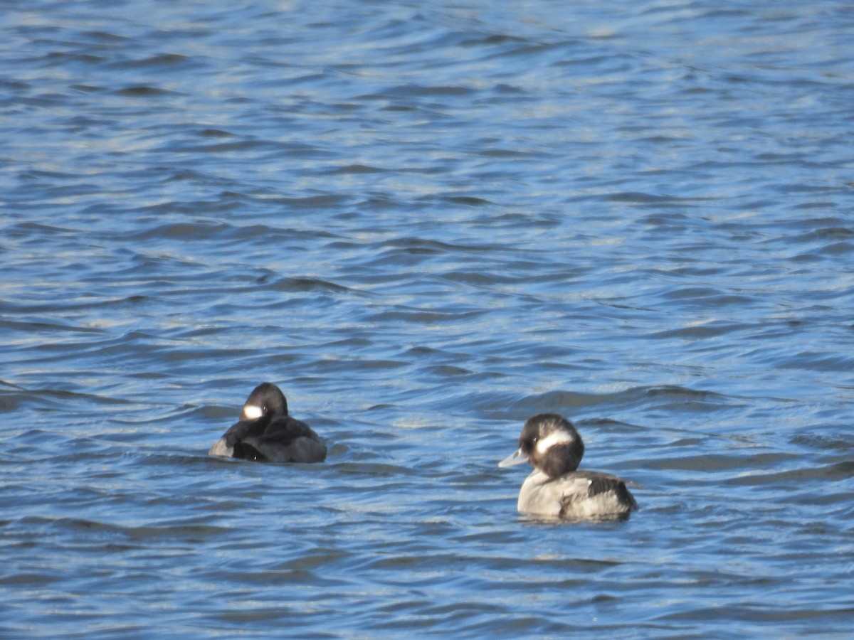 Bufflehead - ML645991950