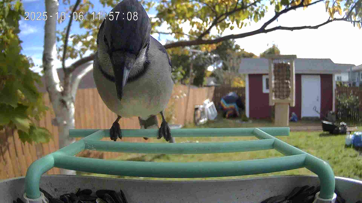 Blue Jay - ML645991952