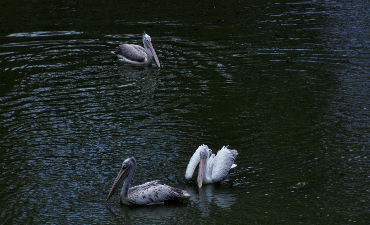 Spot-billed Pelican - ML645991953