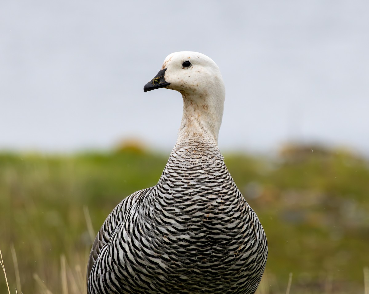 Upland Goose - ML645991959