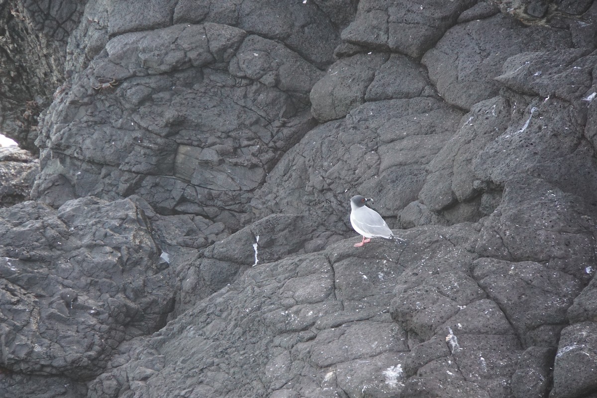 Swallow-tailed Gull - ML645991960