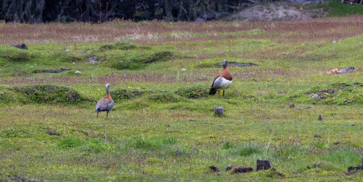 Ashy-headed Goose - ML645991961