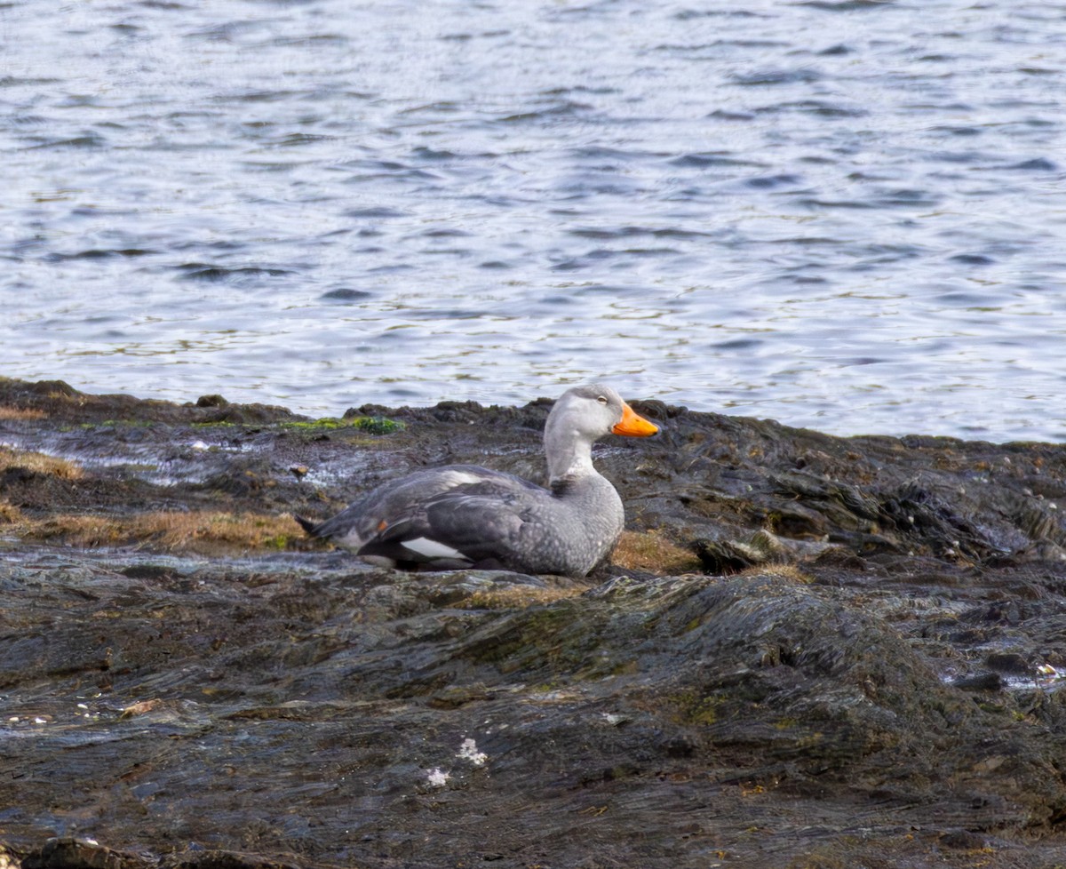 オオフナガモ - ML645991966