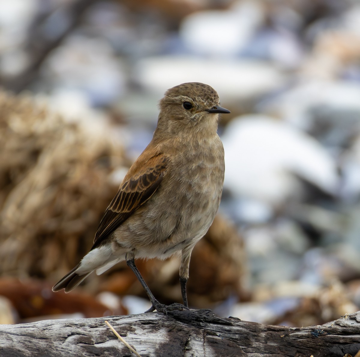 Austral Negrito - ML645991970