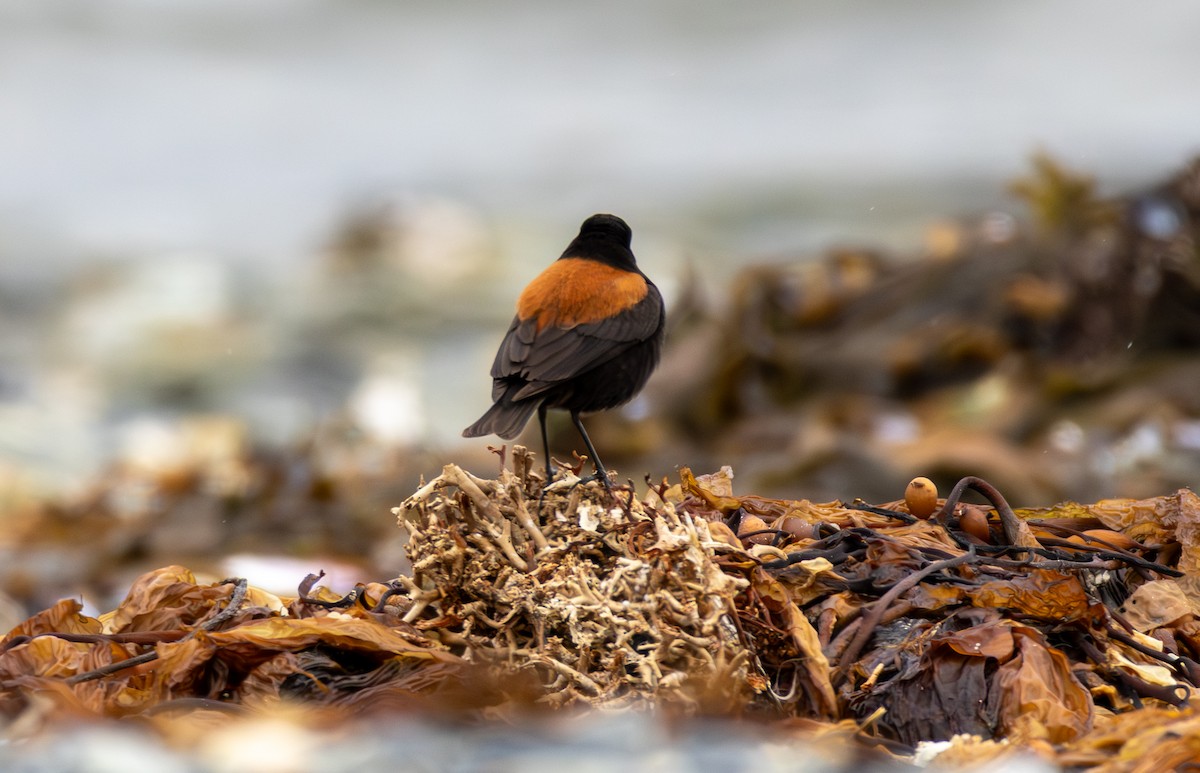 Austral Negrito - ML645991971