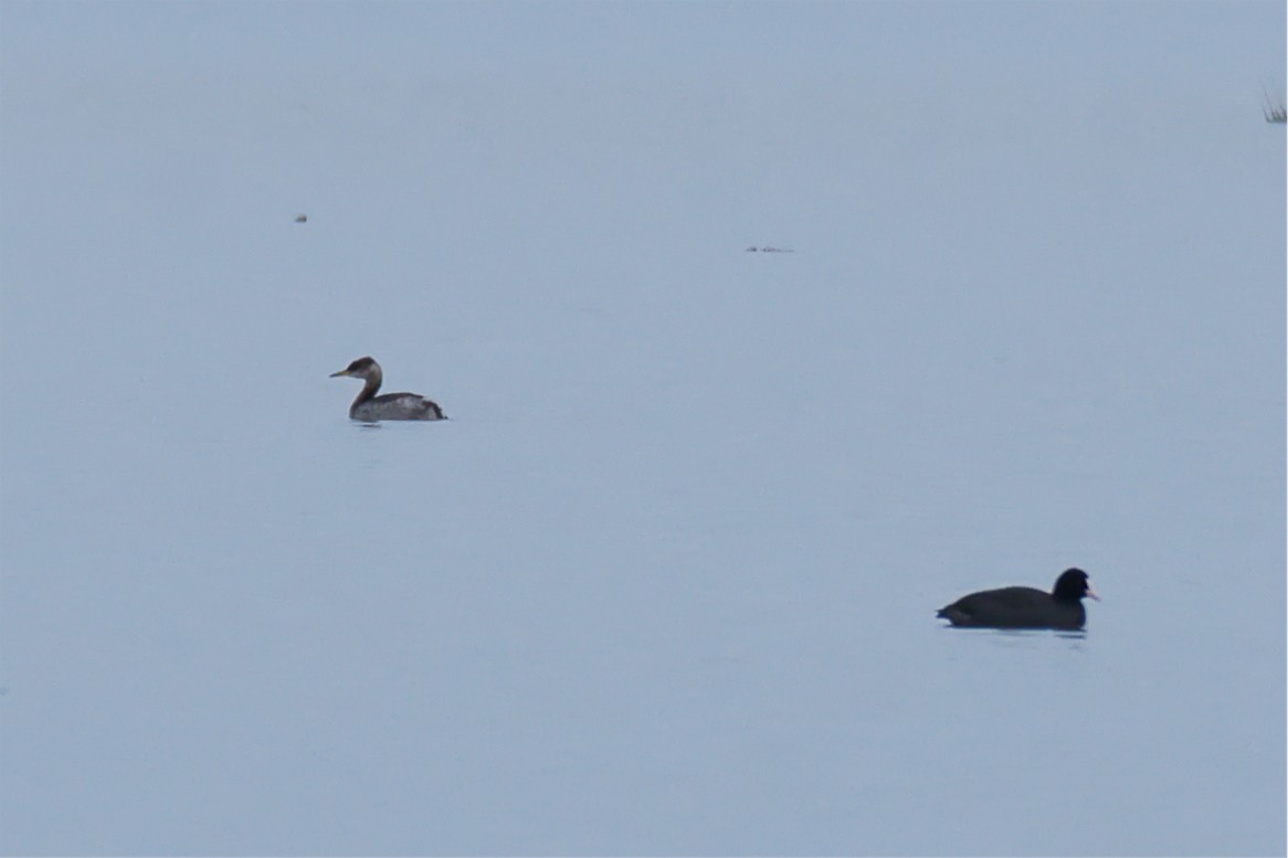 Red-necked Grebe - ML645991994