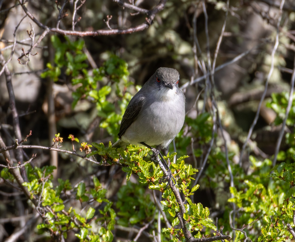 Fire-eyed Diucon - ML645991997