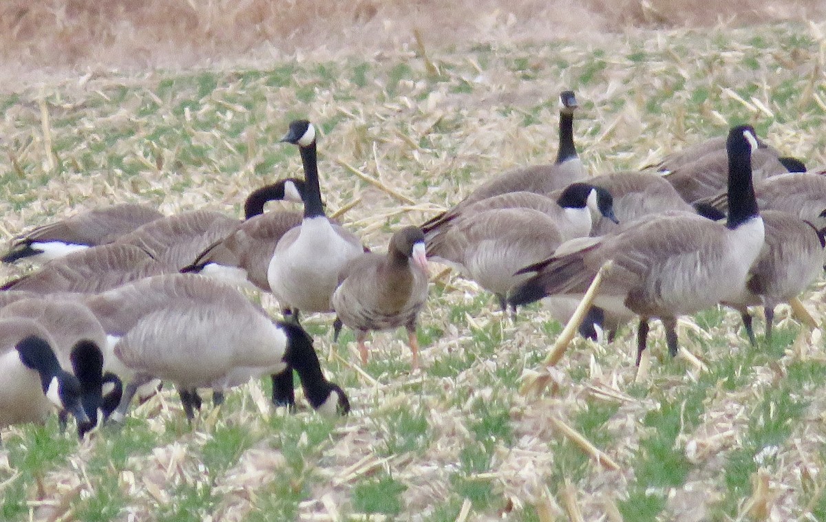 Greater White-fronted Goose - ML645991998
