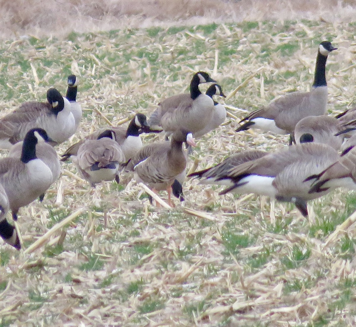 Greater White-fronted Goose - ML645991999