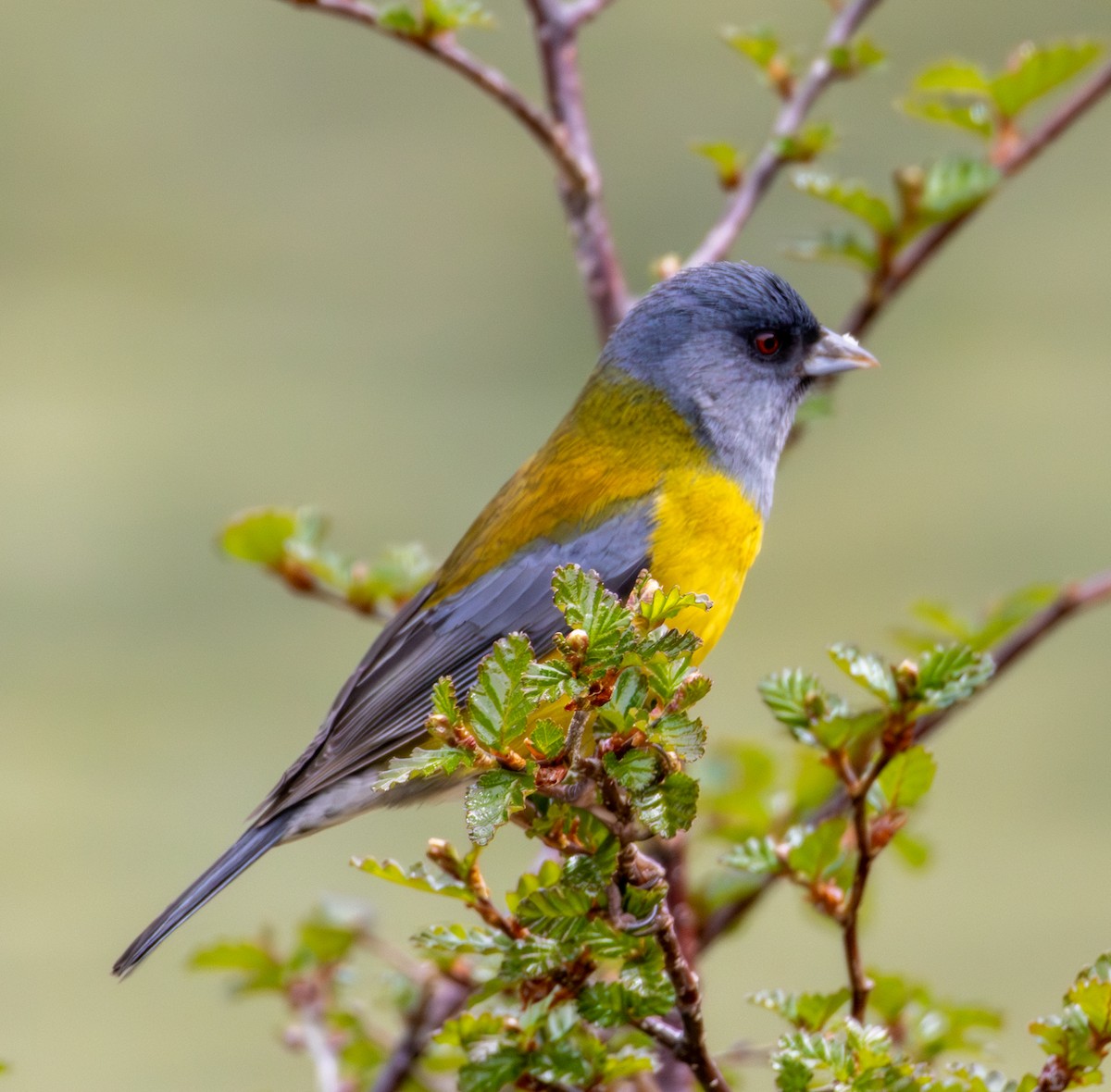 Patagonian Sierra Finch - ML645992001