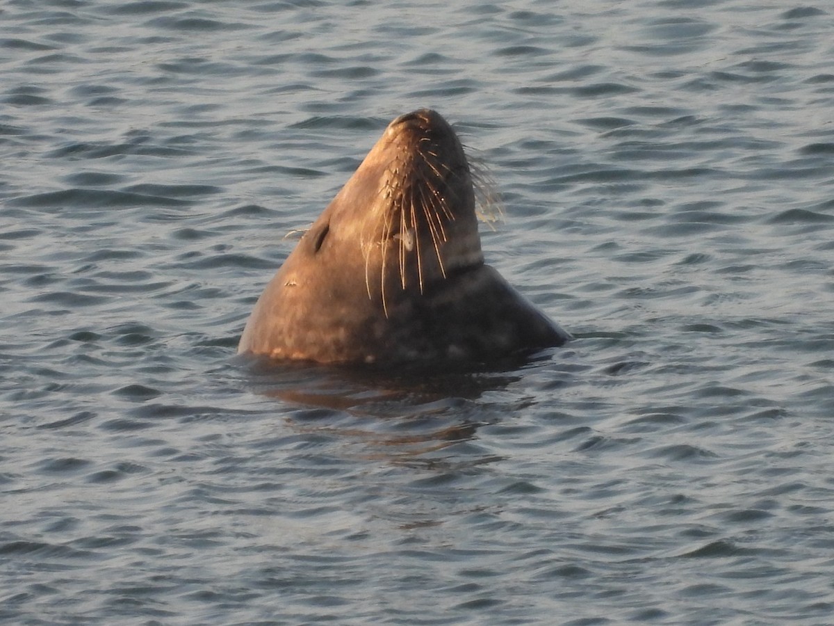 Animals - ML645992003