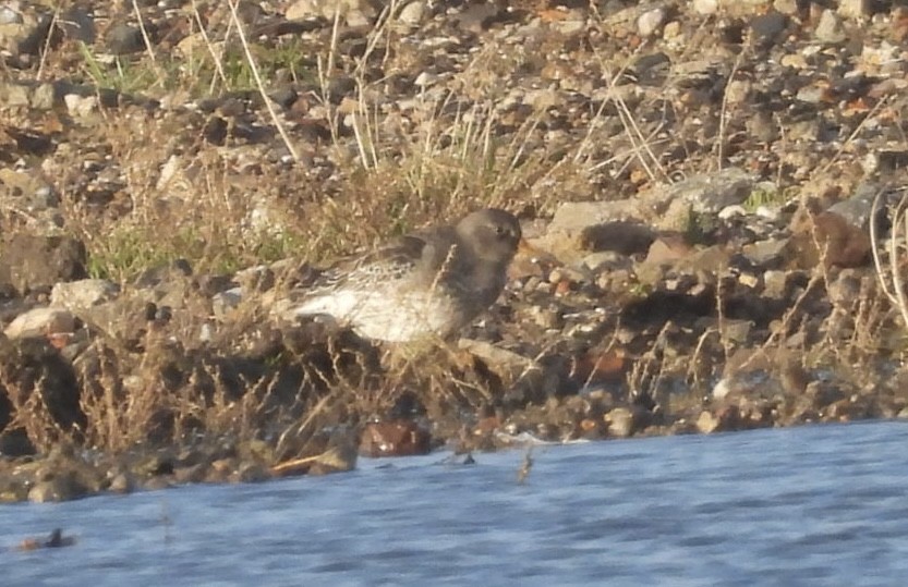 jespák mořský - ML645992005