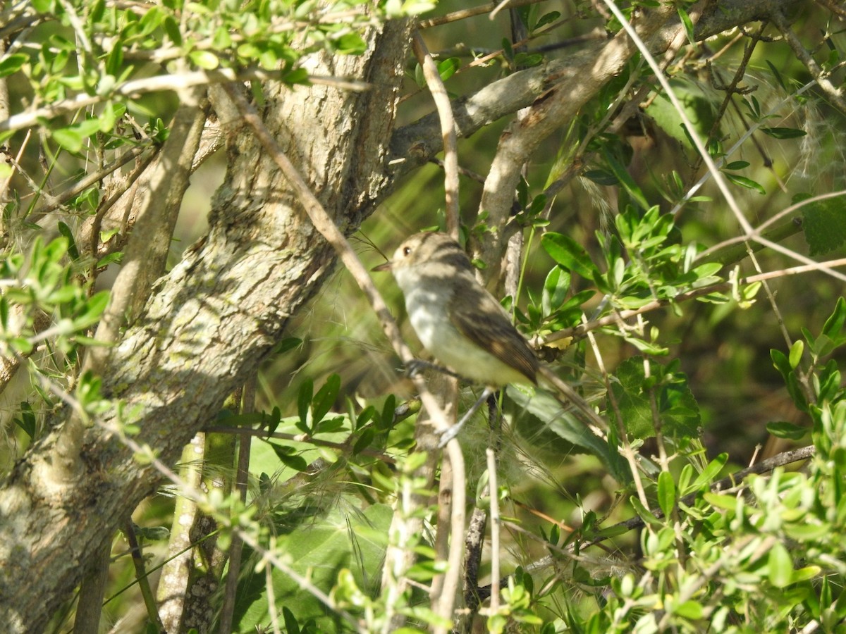 Fulvous-crowned Scrub-Tyrant - ML645992008