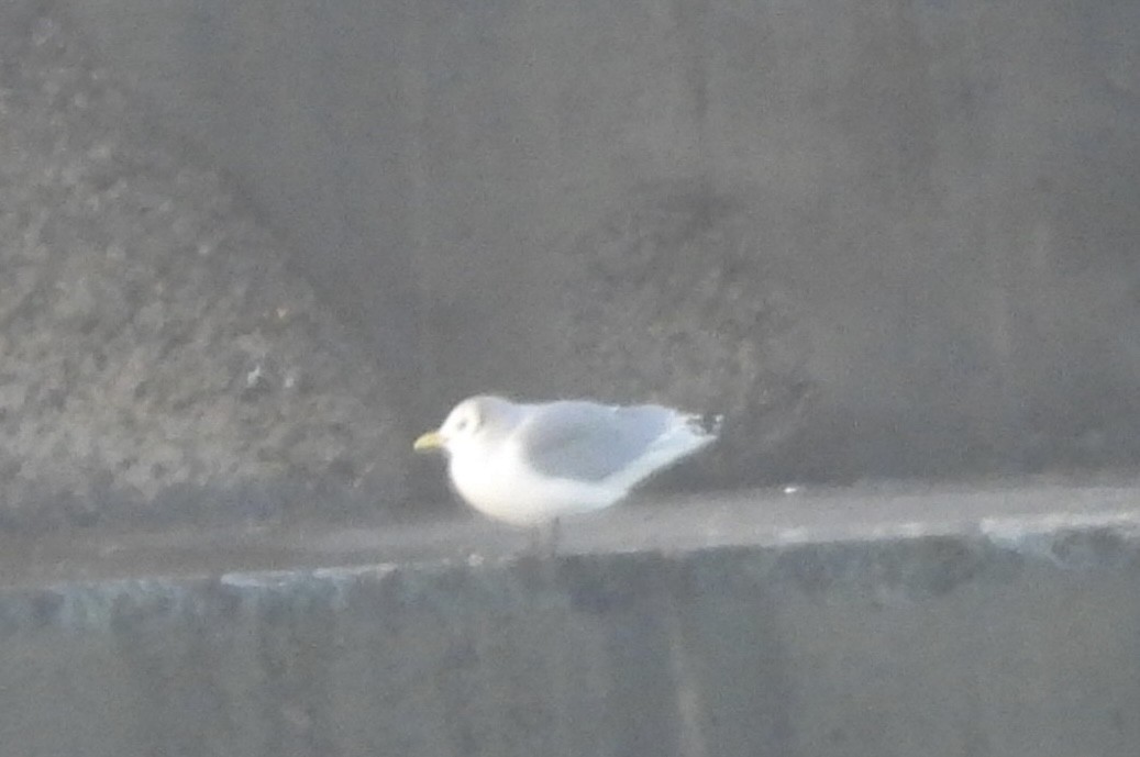 Kara Ayaklı Martı - ML645992009