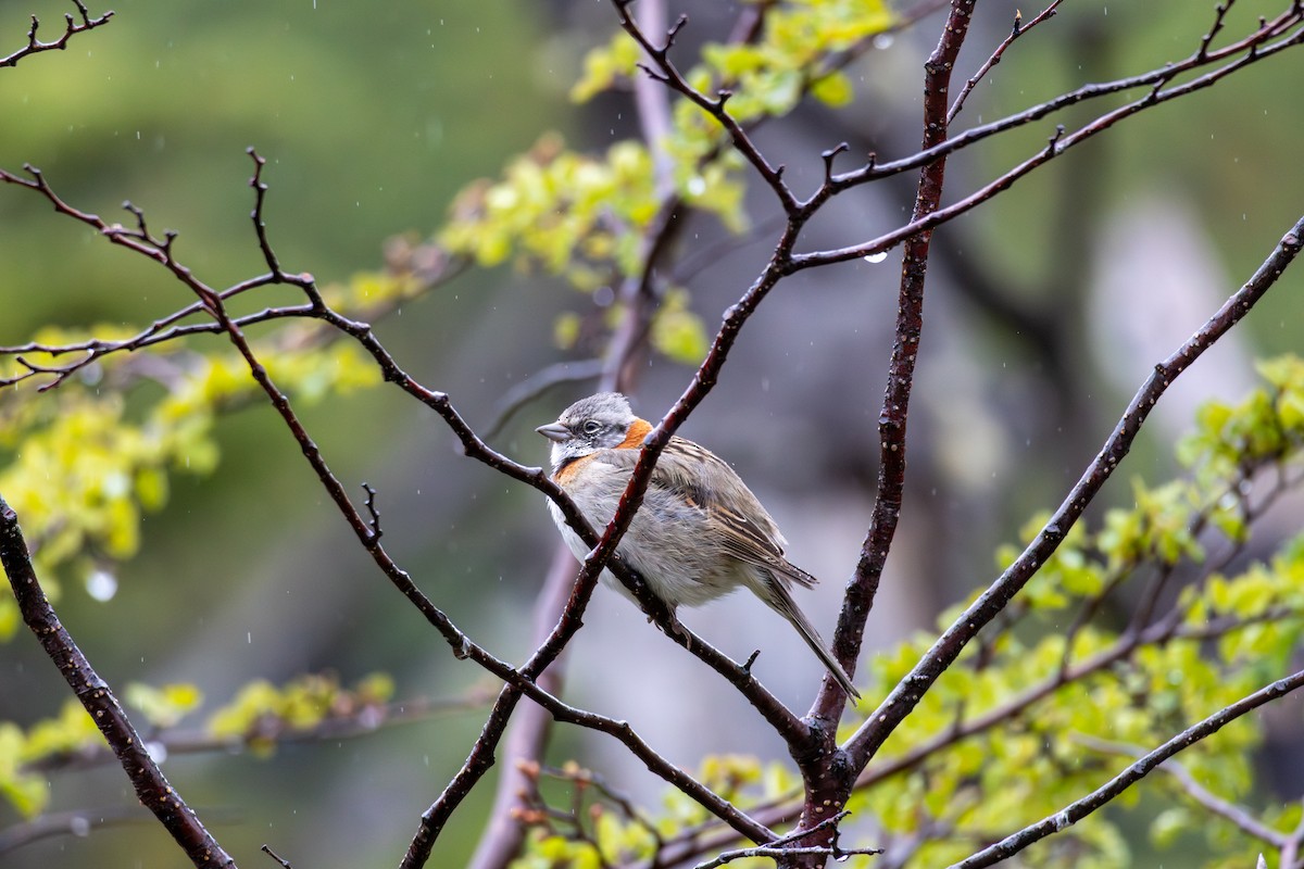 Rufous-collared Sparrow - ML645992010