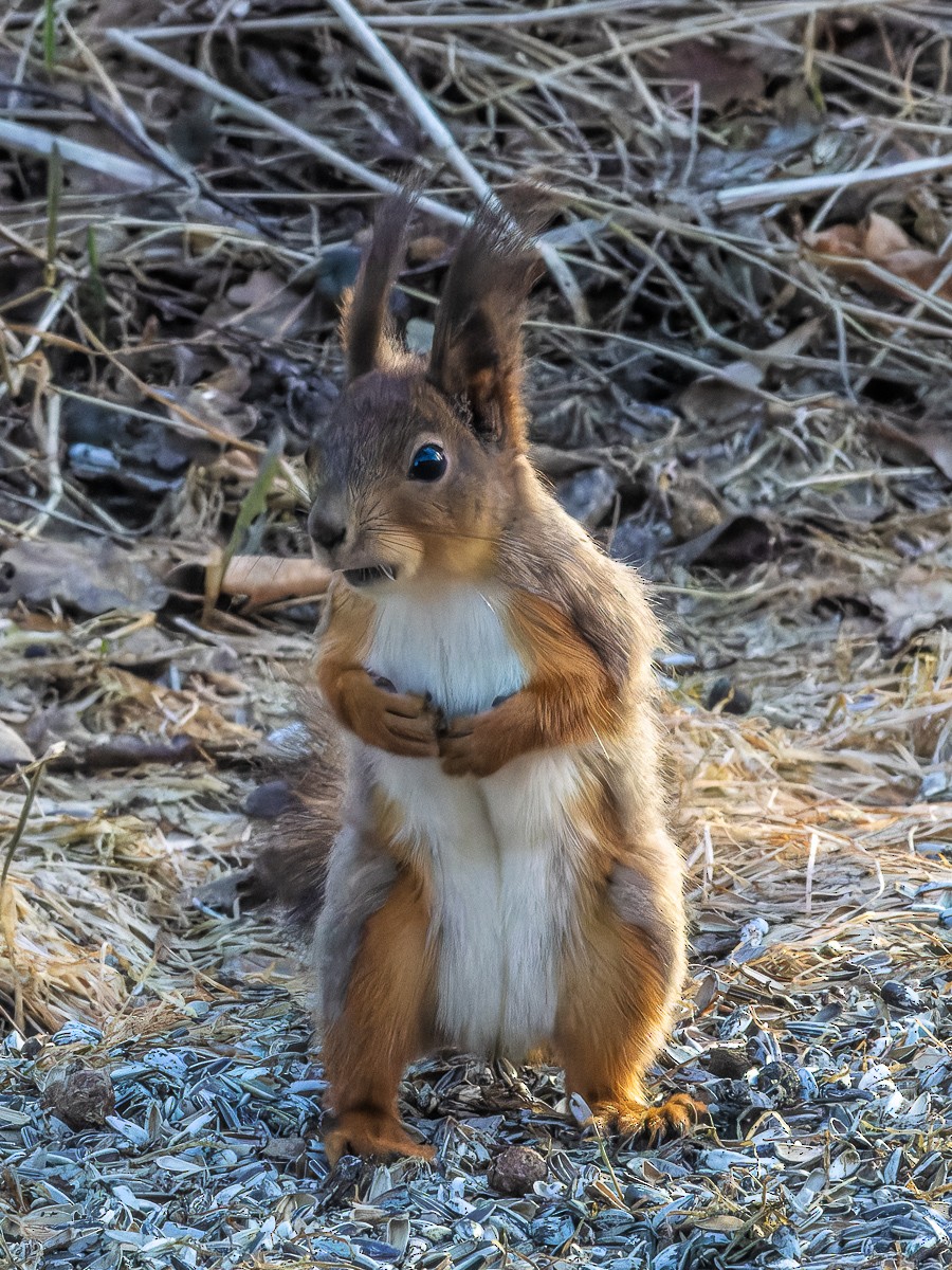 Eurasian Red Squirrel - ML645992013