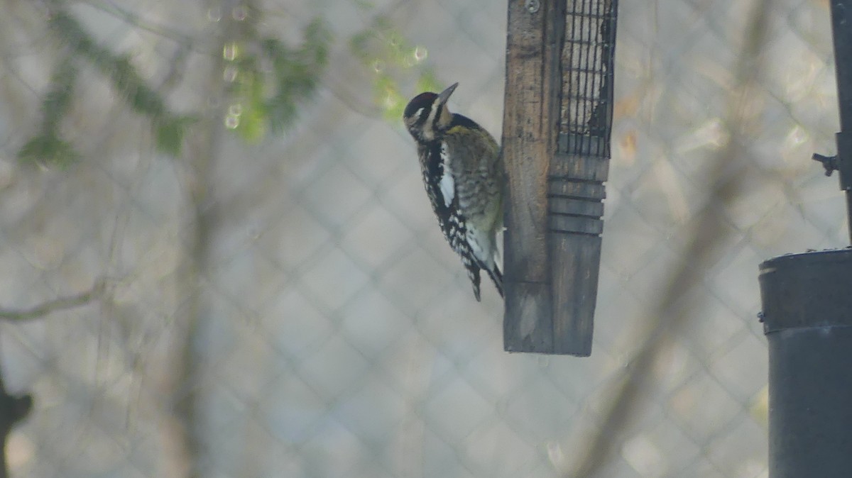Yellow-bellied Sapsucker - ML645992014