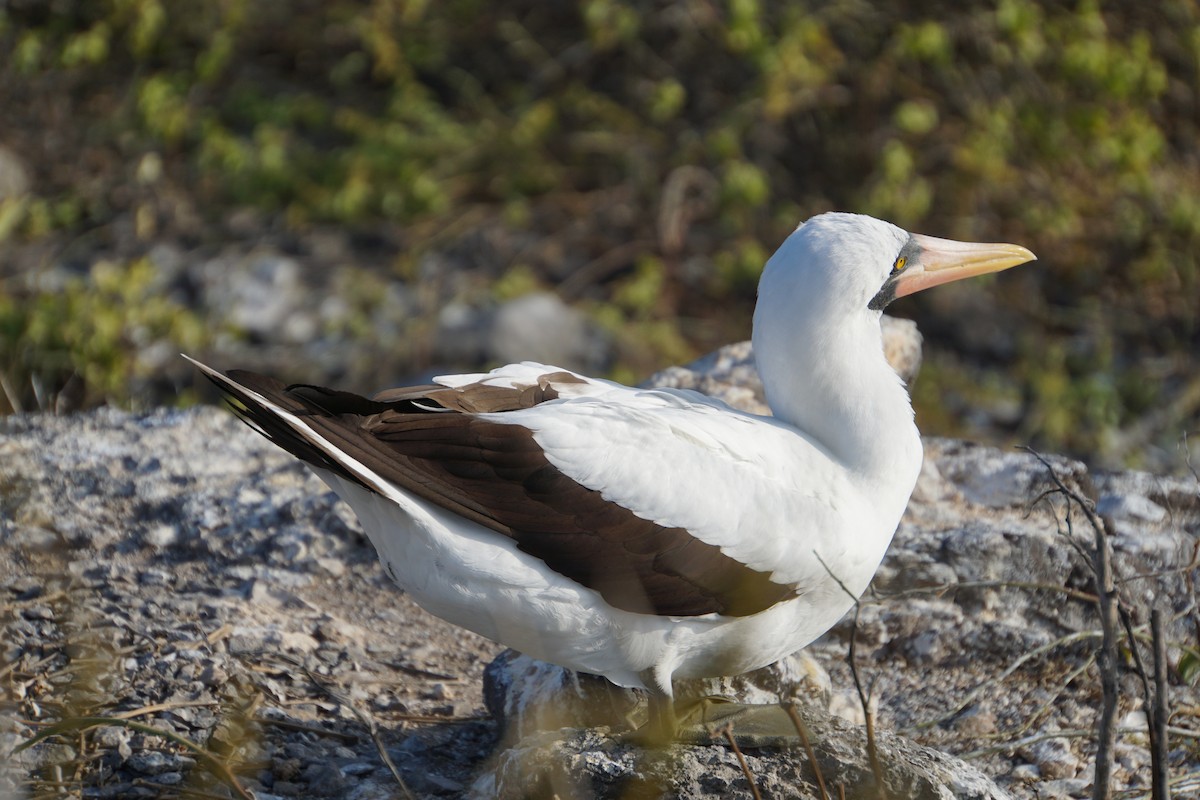 Nazca Booby - ML645992015