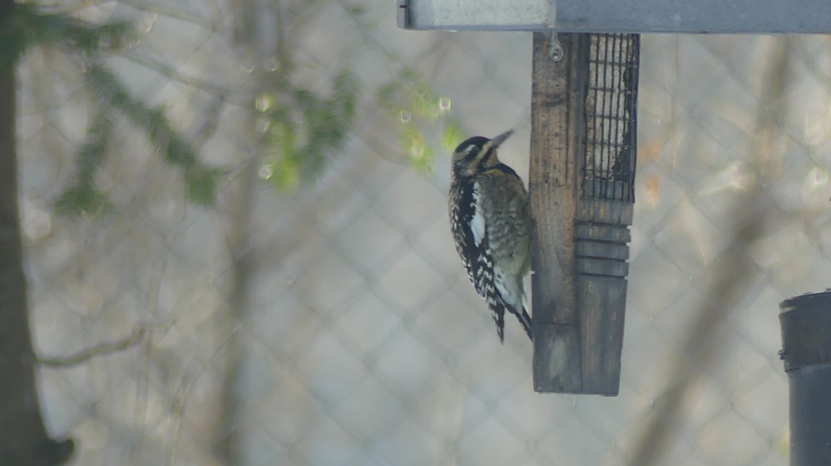 Yellow-bellied Sapsucker - ML645992018