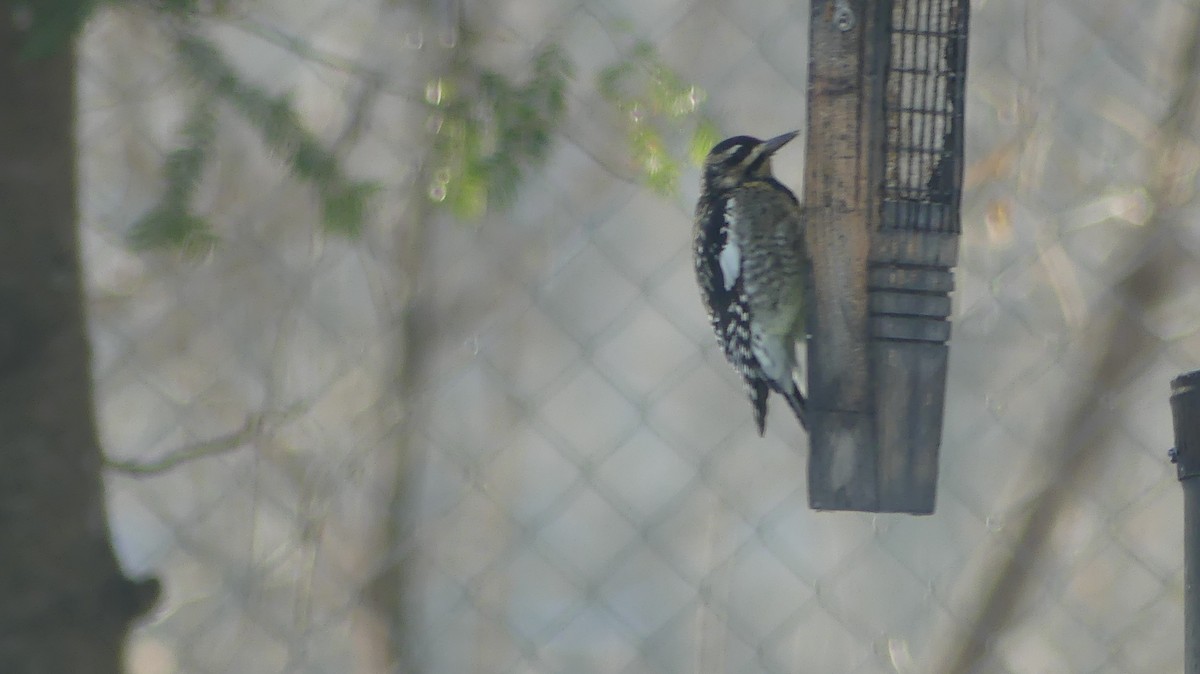 Yellow-bellied Sapsucker - ML645992019