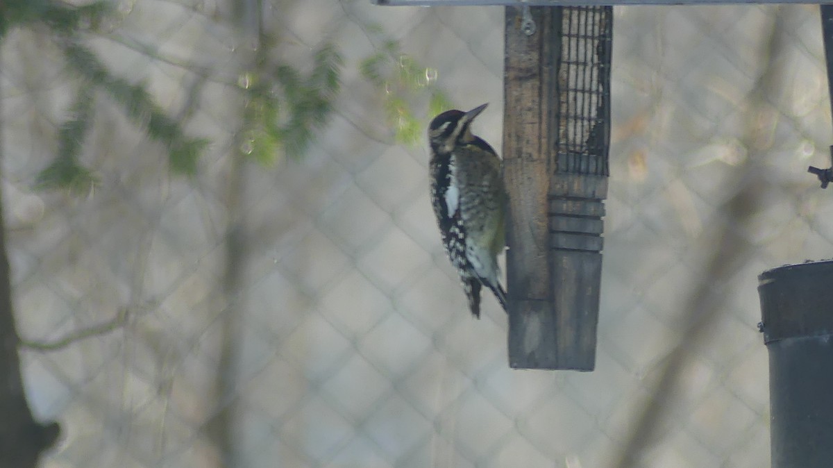Yellow-bellied Sapsucker - ML645992023
