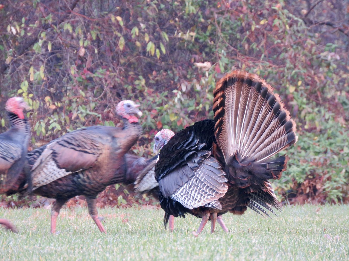 Tacchino selvatico - ML645992027