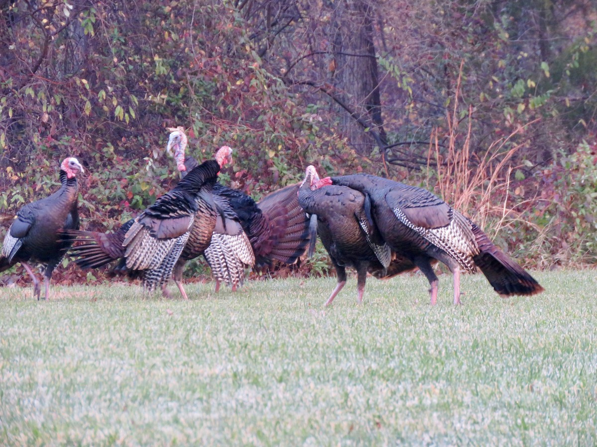 Tacchino selvatico - ML645992029