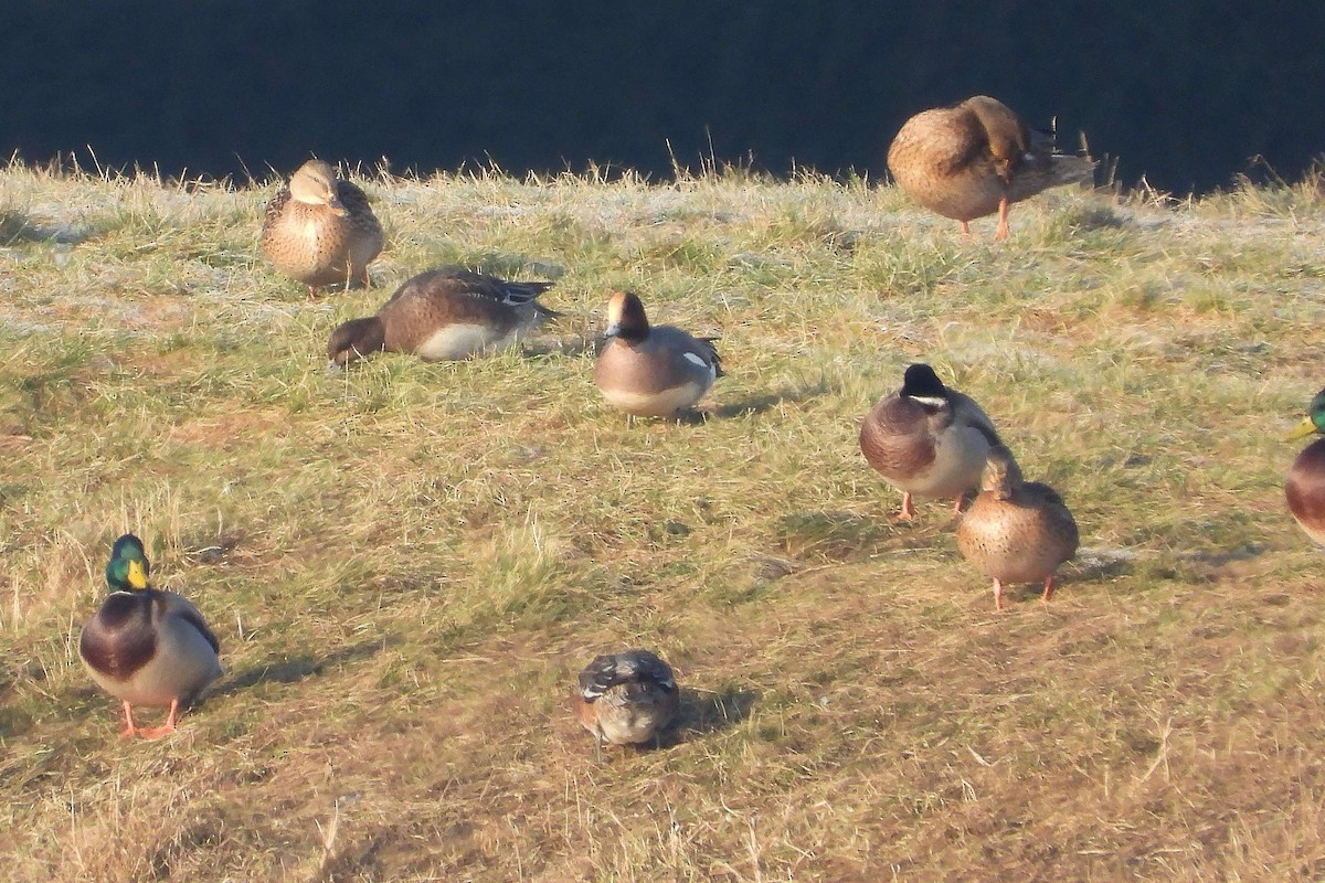 Eurasian Wigeon - ML645992041