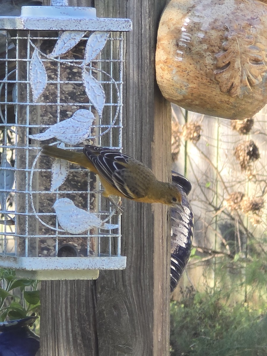 trupiál baltimorský - ML645992042