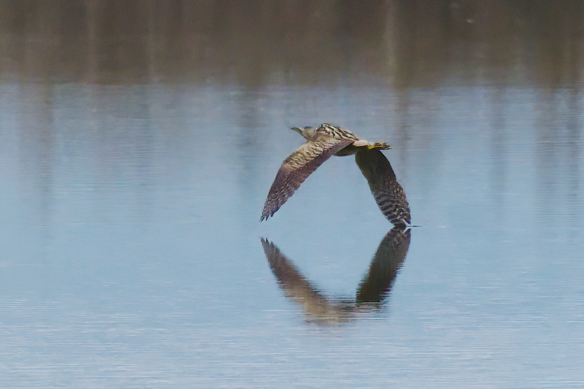 Eurasian Bittern - ML645992047