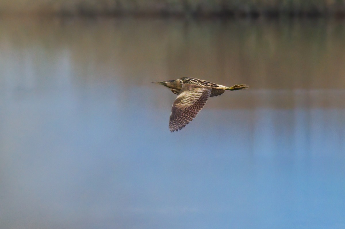 Eurasian Bittern - ML645992048