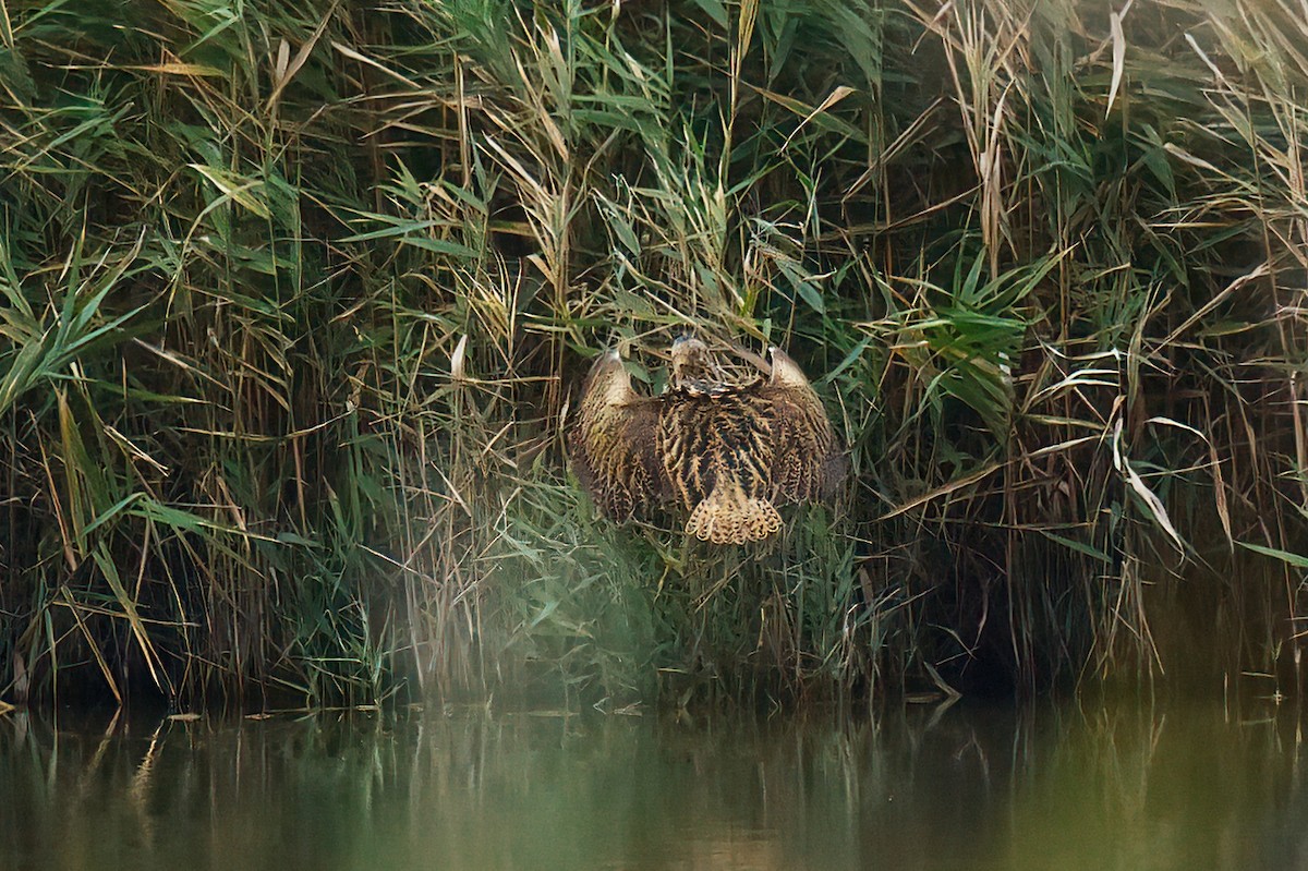Eurasian Bittern - ML645992049
