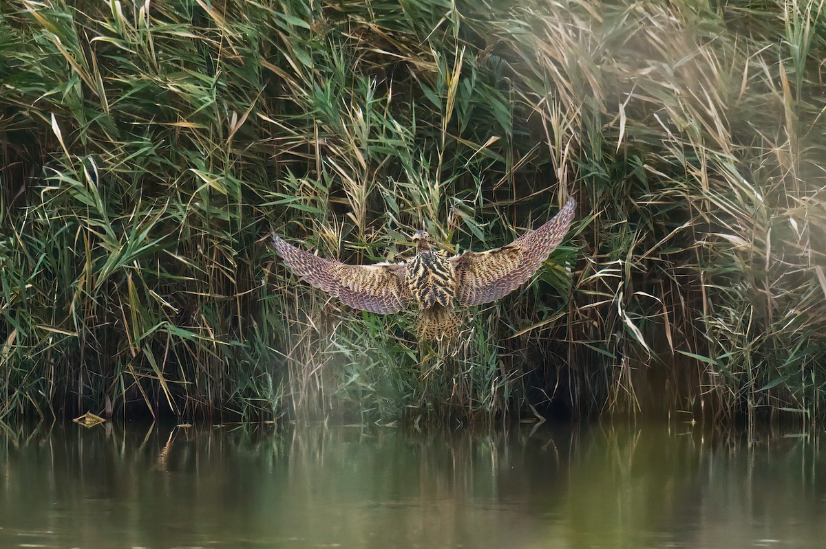 Eurasian Bittern - ML645992050