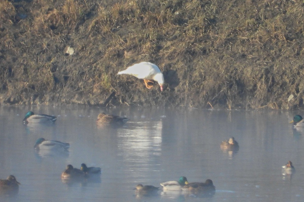 Mallard (Domestic type) - ML645992052