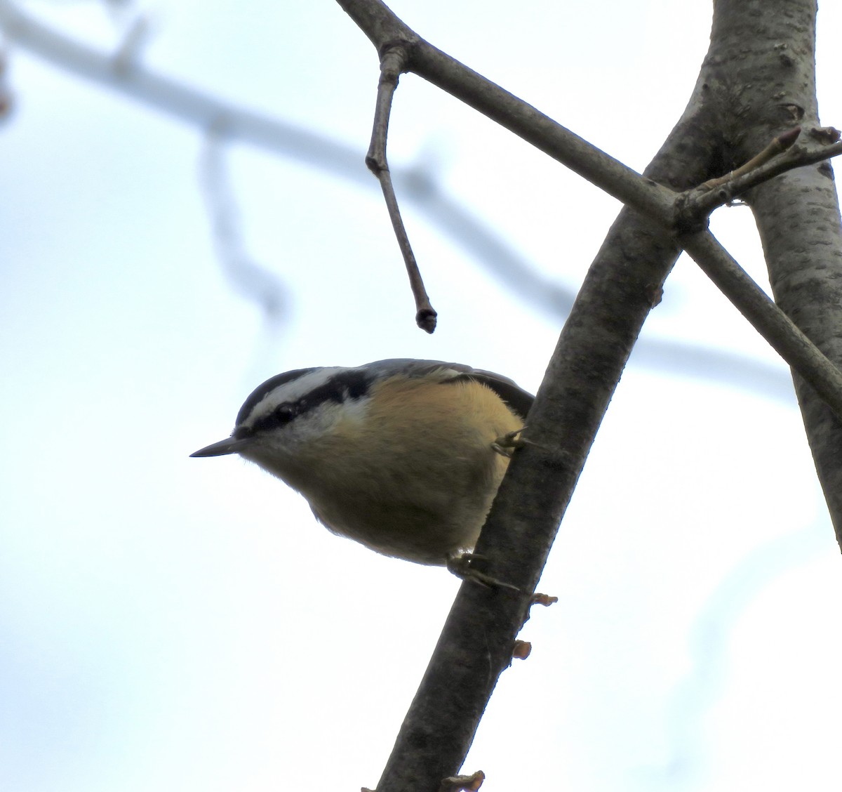 Red-breasted Nuthatch - ML645992060