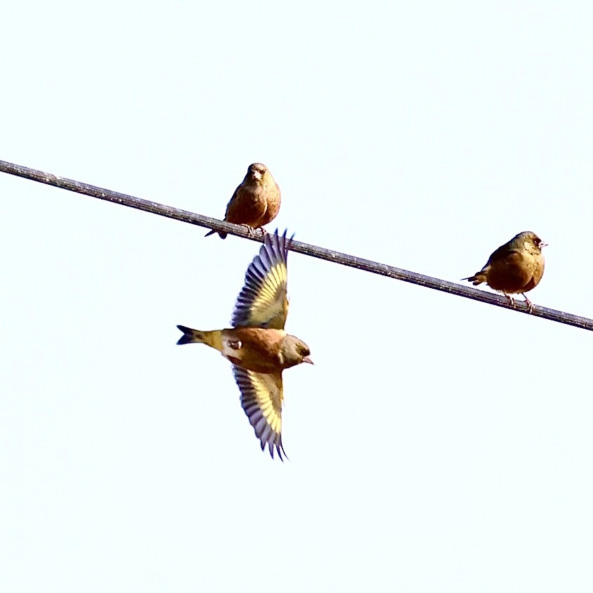 orientfink - ML645992061