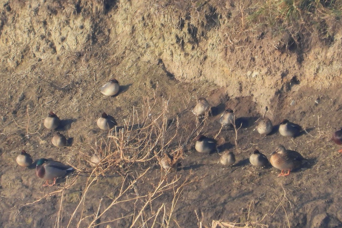 Green-winged Teal - ML645992062