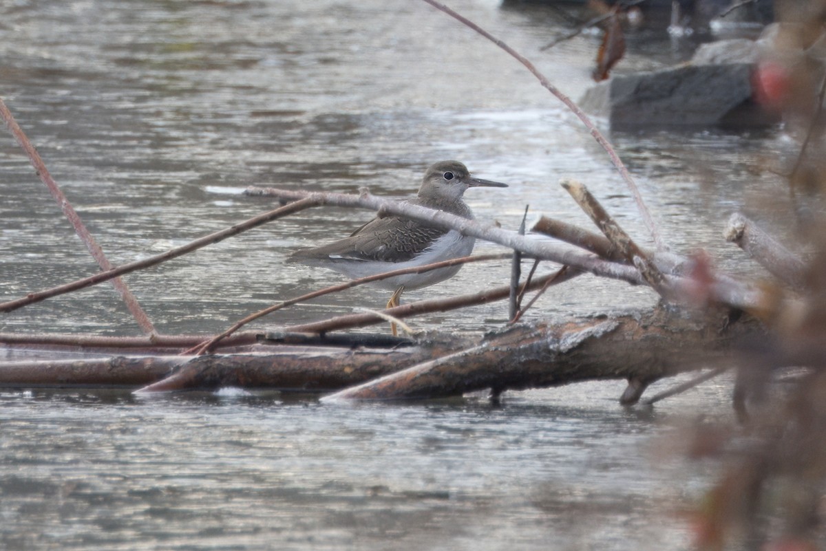 Spotted Sandpiper - ML645992069