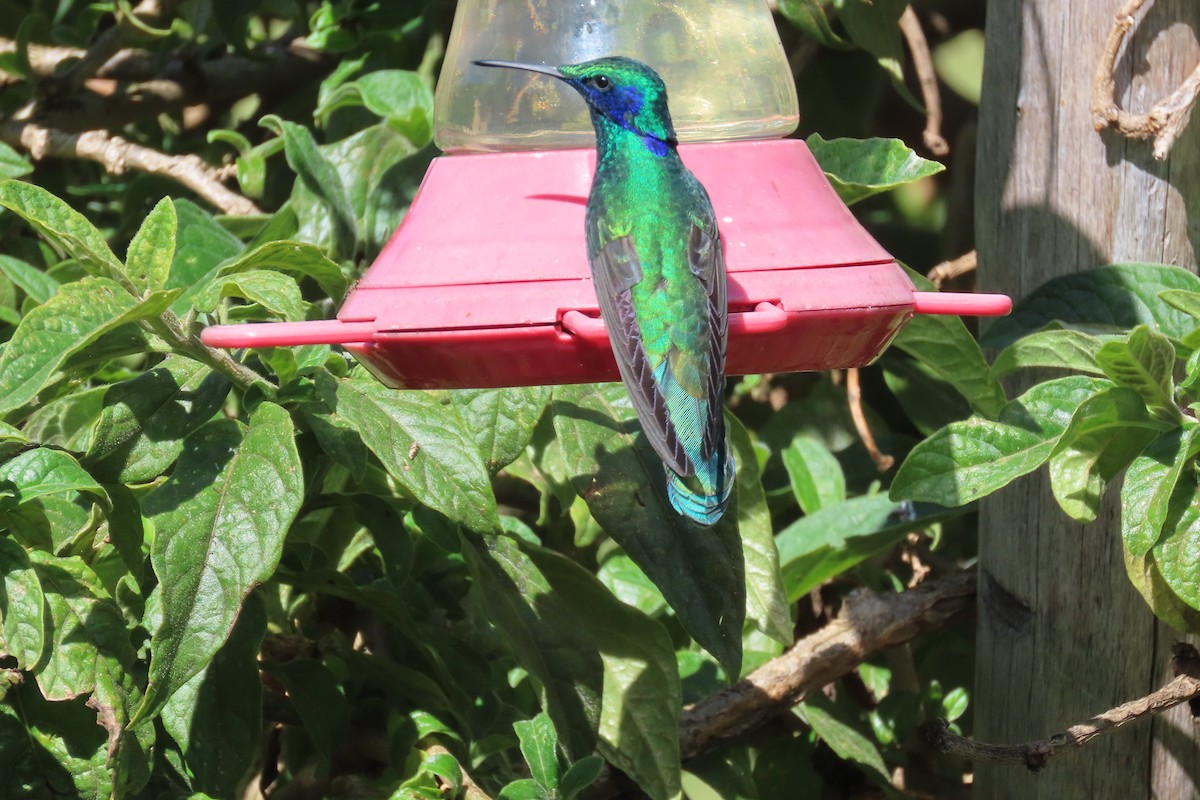 Колібрі синьочеревий - ML645992073