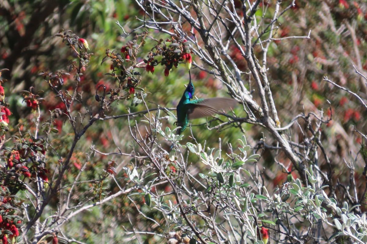 Колібрі синьочеревий - ML645992074