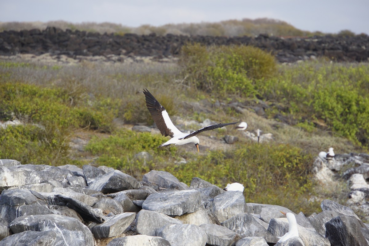 Nazca Booby - ML645992077