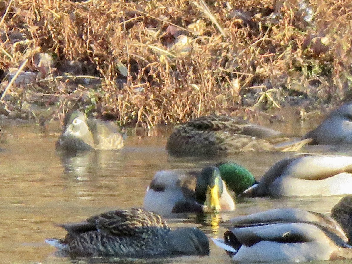 Anatra sposa - ML645992079